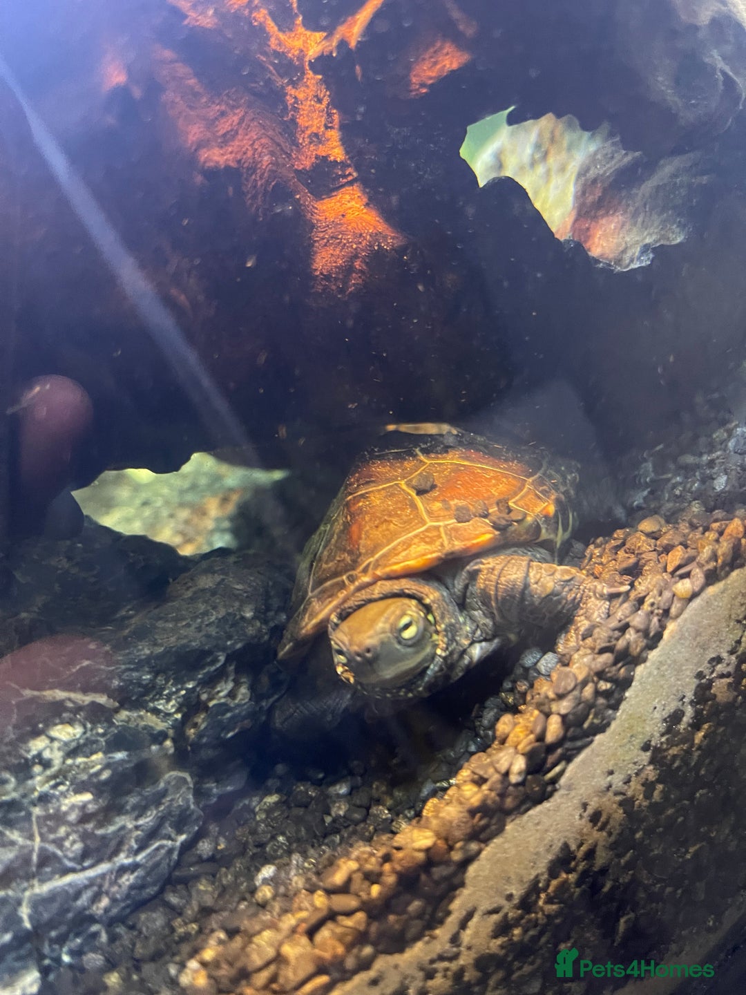 Turtle reptiles for sale: Reeves turtle and musk turtle for sale  - Image 3