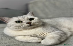 British Shorthair cats for sale: READY NOW ‼️🏆CHAMPIONS Bloodline BSH GCCF. - Image 23