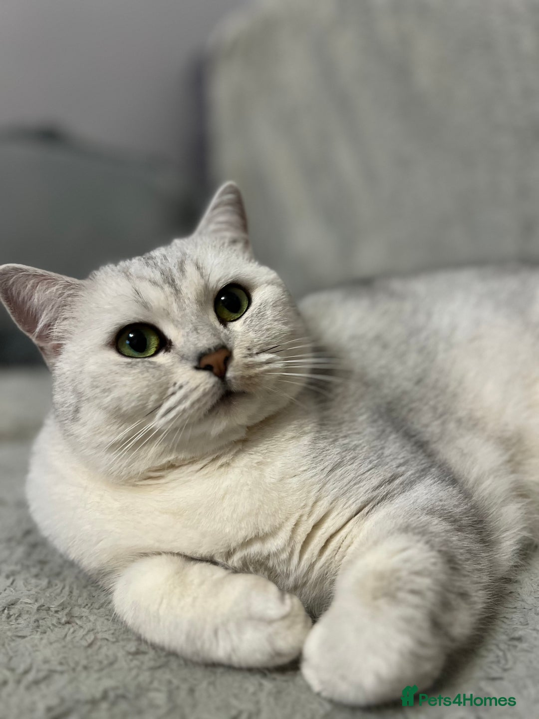 British Shorthair cats for sale: READY NOW ‼️🏆CHAMPIONS Bloodline BSH GCCF. - Image 23