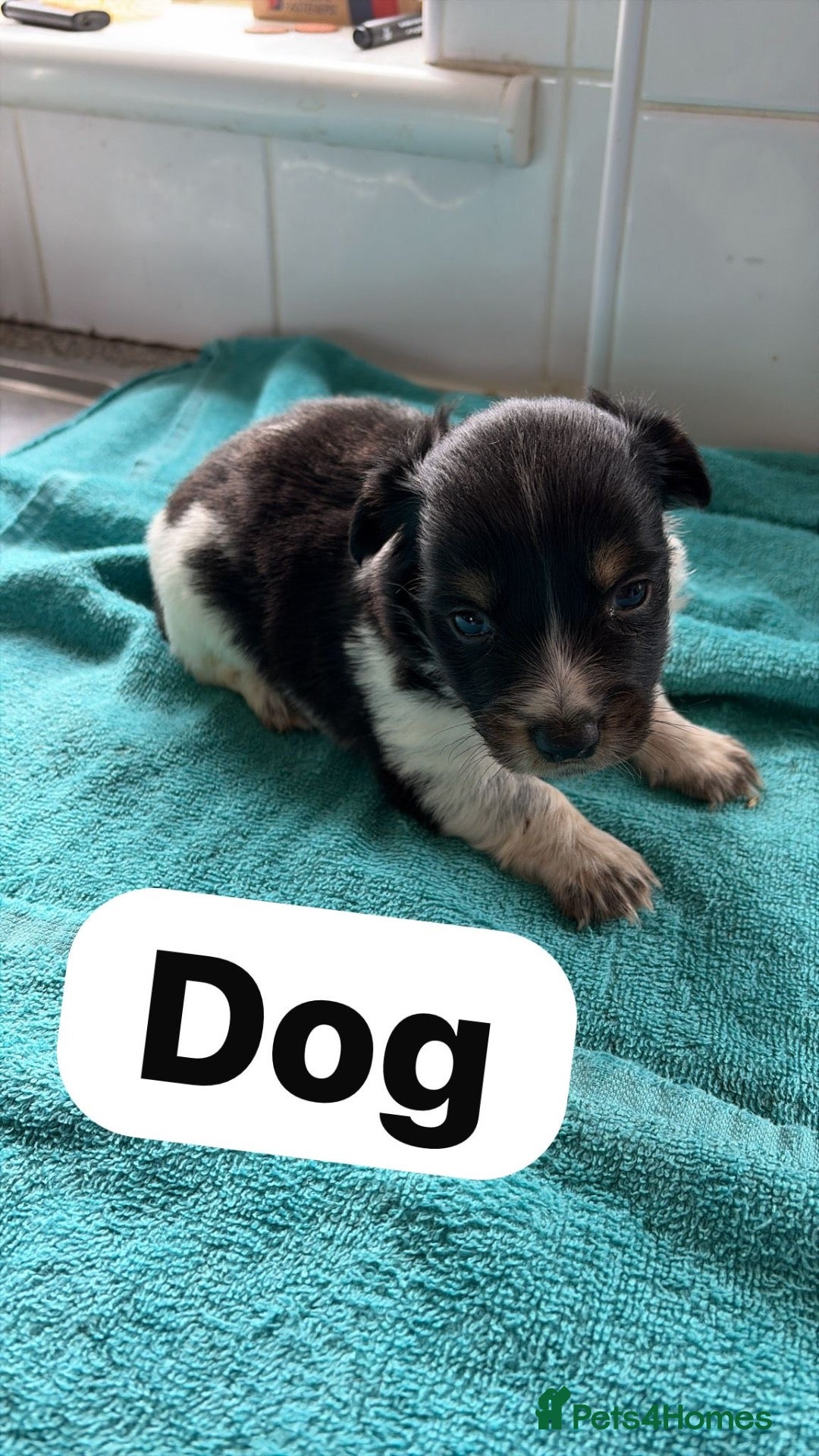 Jack Russell dogs Jack Russell pups - Advert 2