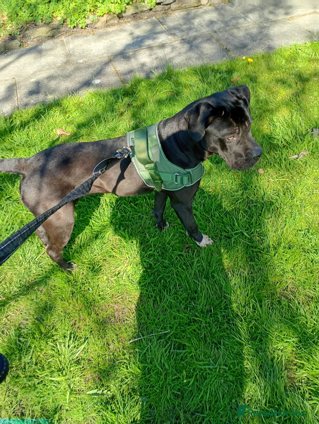 Mixed Breed dogs for sale: Cane corso x presa bitch for sale  in Rossendale - Advert 2