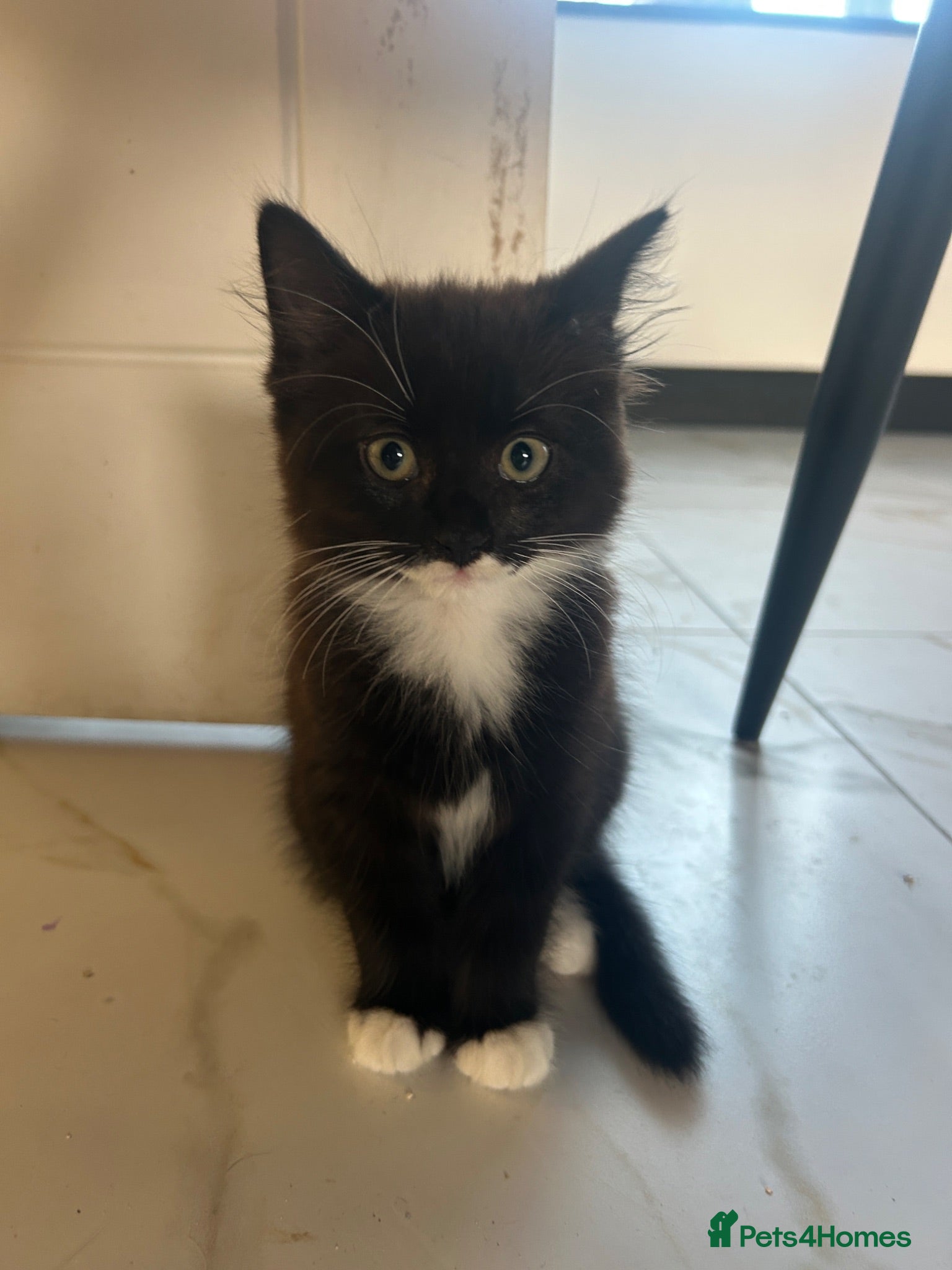 Mixed Breed cats Baby boy ready for his new home! - Advert 2