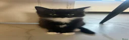 Mixed Breed cats for sale: Baby boy ready for his new home! - Advert 1