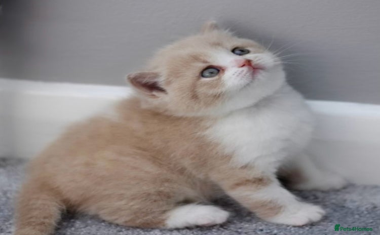 British Shorthair cats - Advert 3
