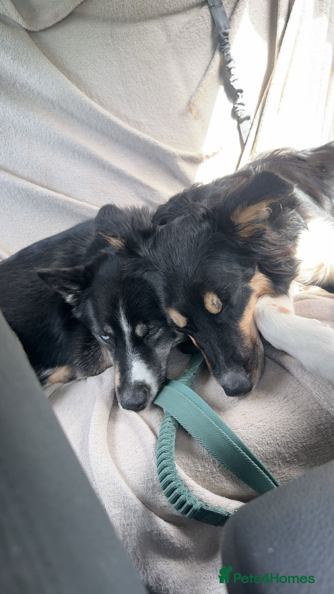 Pomsky dogs for sale: Nala the Pomsky🖤 - Advert 8