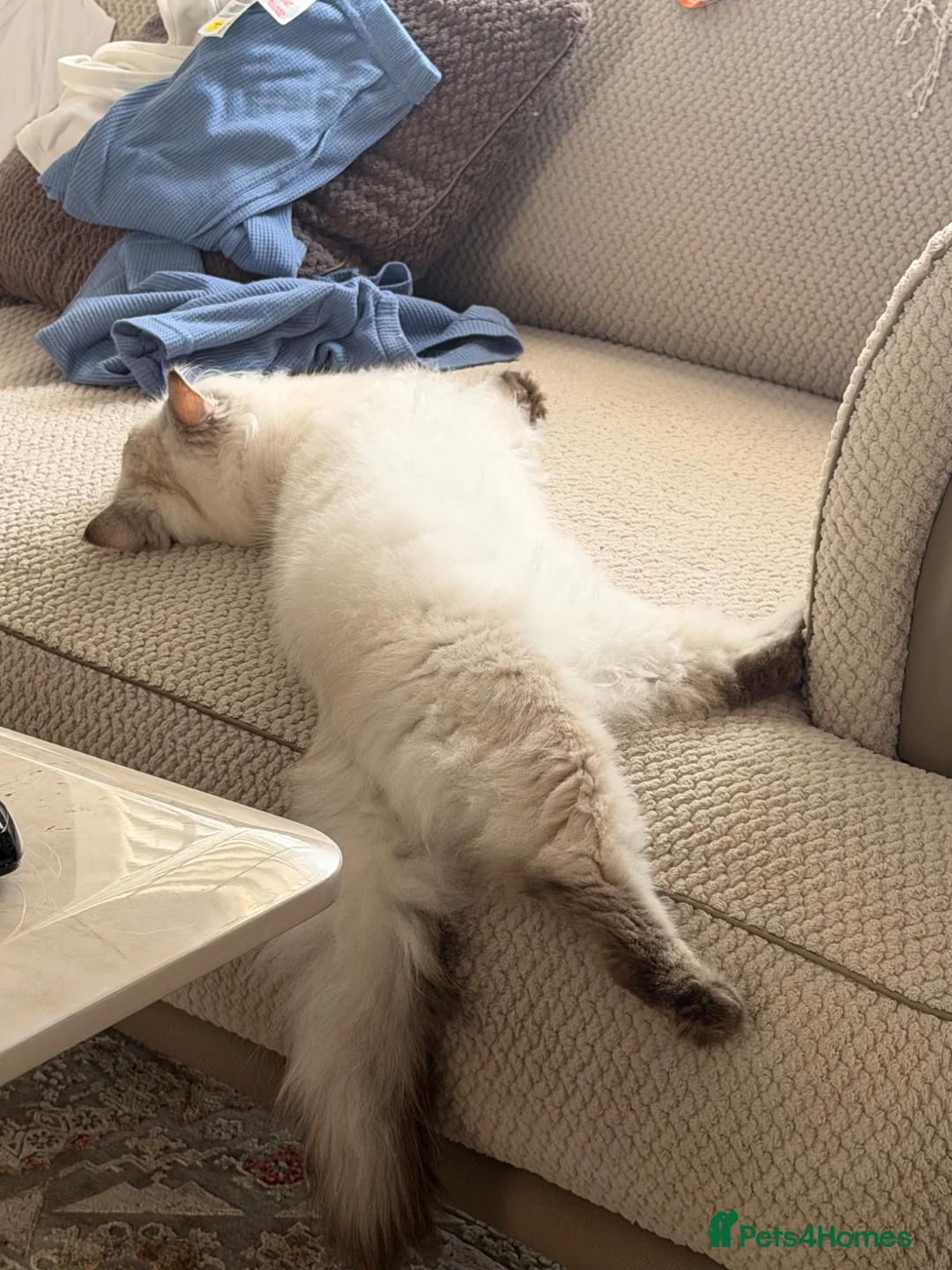British Longhair cats for sale: Beautiful GCCF Registered British Girl  - Advert 6