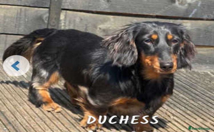Miniature Dachshund dogs - Advert 2