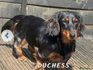 Miniature Dachshund dogs for sale - Advert 1