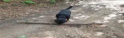 Rottweiler dogs for sale: Beautiful 4yr old Rottweiler in need of new home - Advert 5