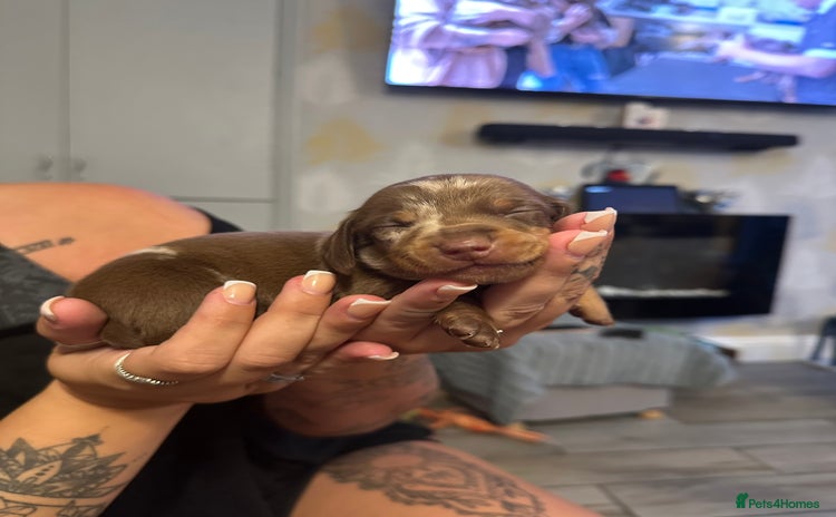 Miniature Dachshund dogs - Advert 3