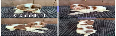 Cockapoo 4