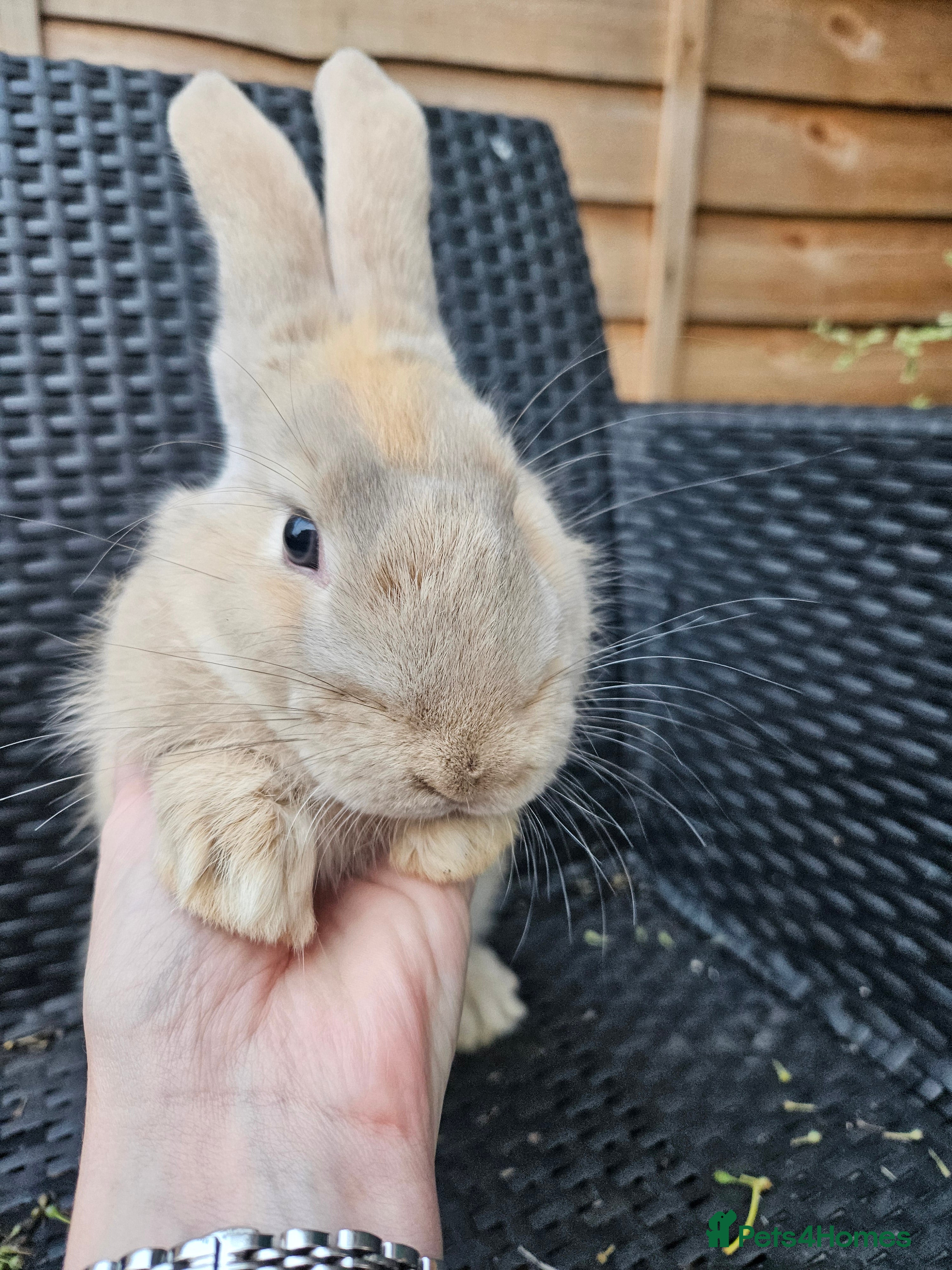 Mixed Breed rabbits Gorgeous boys need loving forever homes - Advert 20