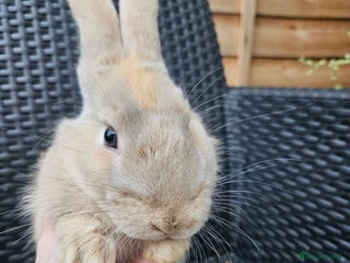 Mixed Breed rabbits Gorgeous boy needs a loving forever home - Advert 16