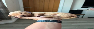Yellow Female Labrador Puppy