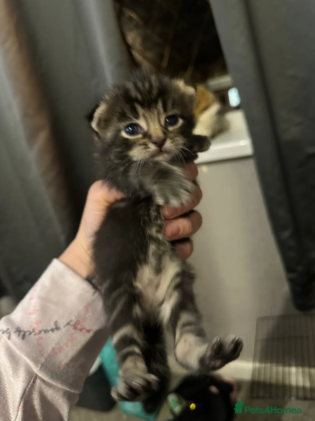 Mixed Breed cats for sale: 2 beautiful male kittens  - Advert 2