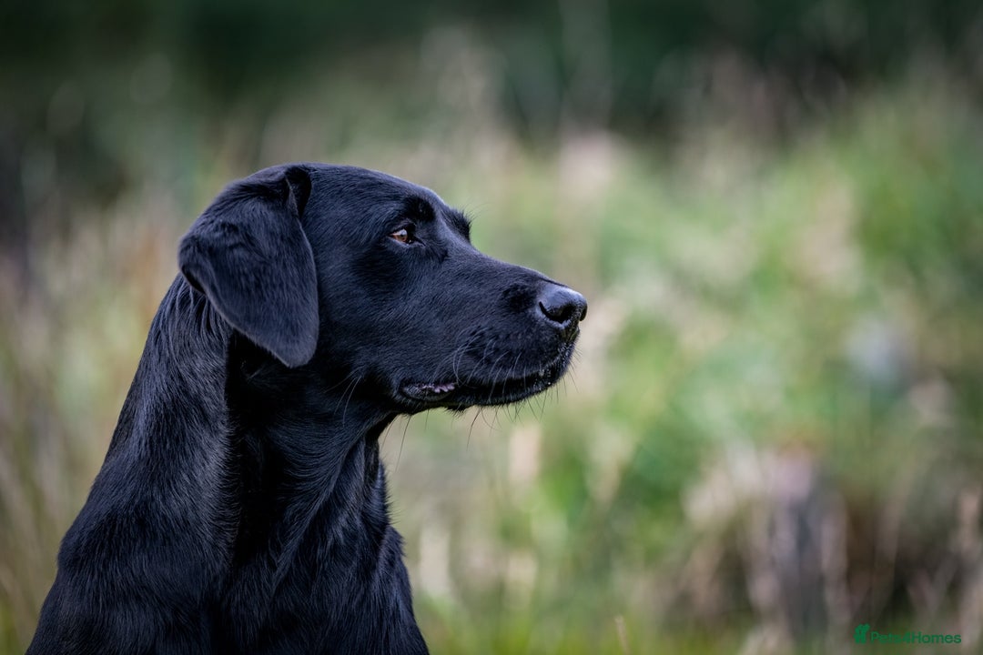 Labrador Retriever dogs for sale: Labrador retriever pups KC Registered - Image 11