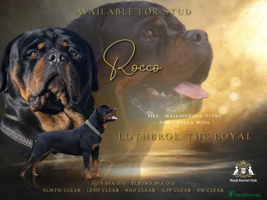 Rottweiler dogs for stud: HEALTH TESTED KC ROTTWEILER STUD 0/0 HIPS & ELBOWS - Advert 1