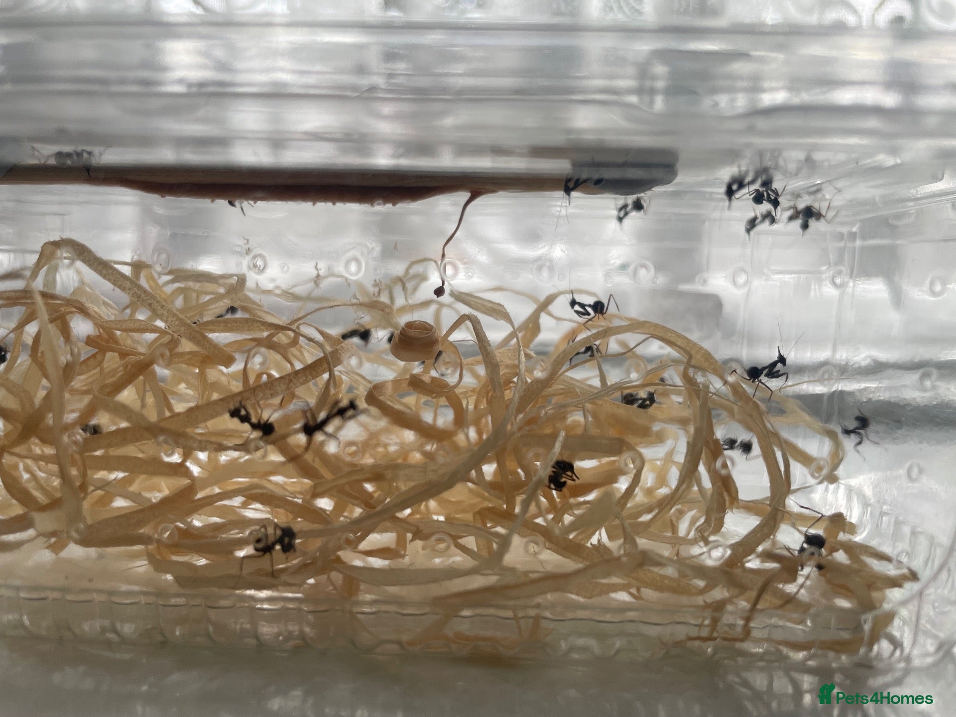 Praying Mantis invertebrates Ghost mantis ootheca  - Advert 16