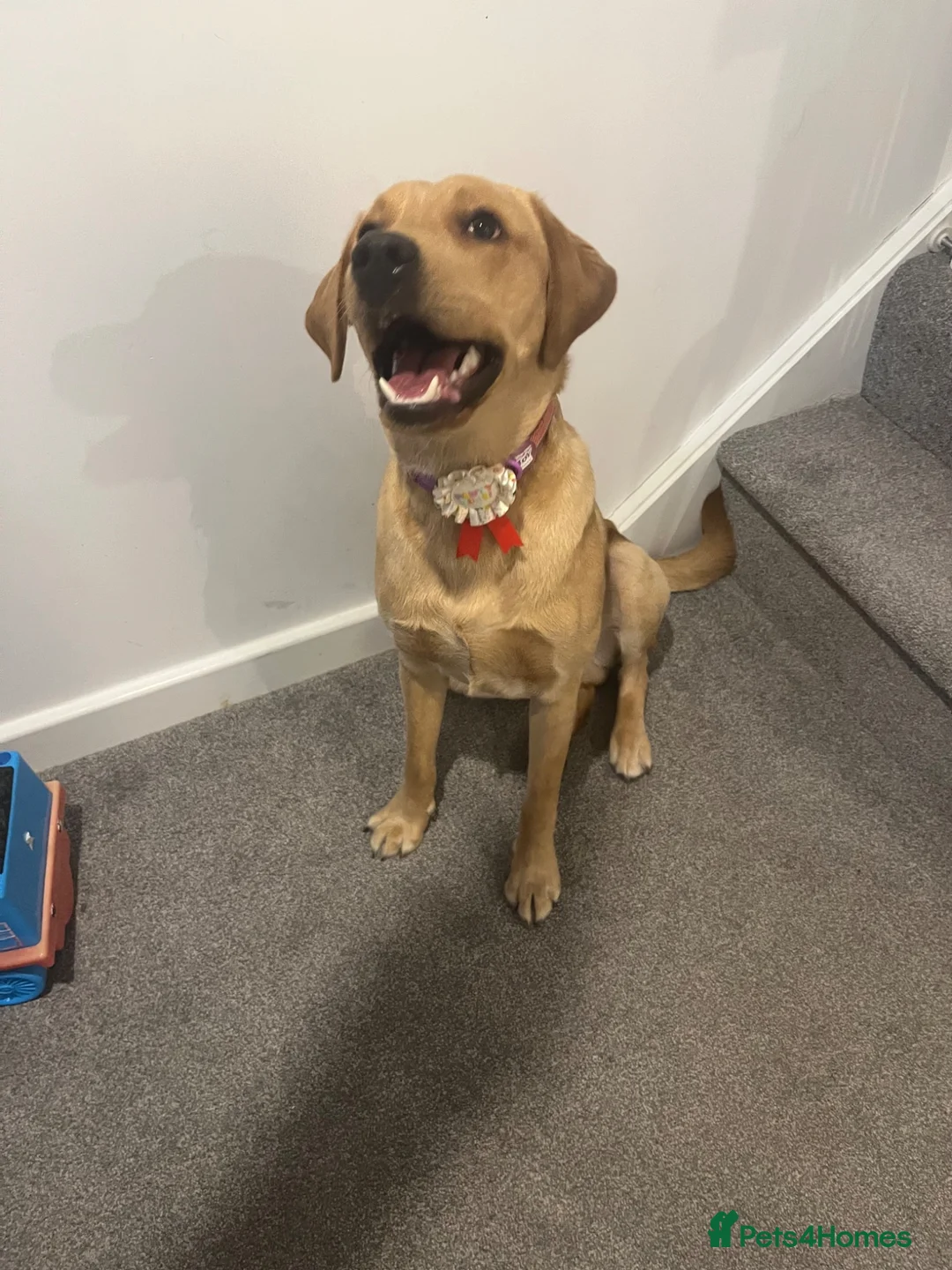 Labrador Retriever dogs for sale: Yellow Labrador in Maidstone - Advert 3