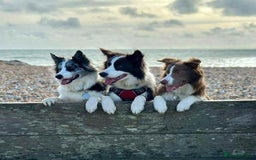 Border Collie dogs for sale: WINNING CRUFTS COMPETITORS. KC REG, HEALTH TESTED - Image 31