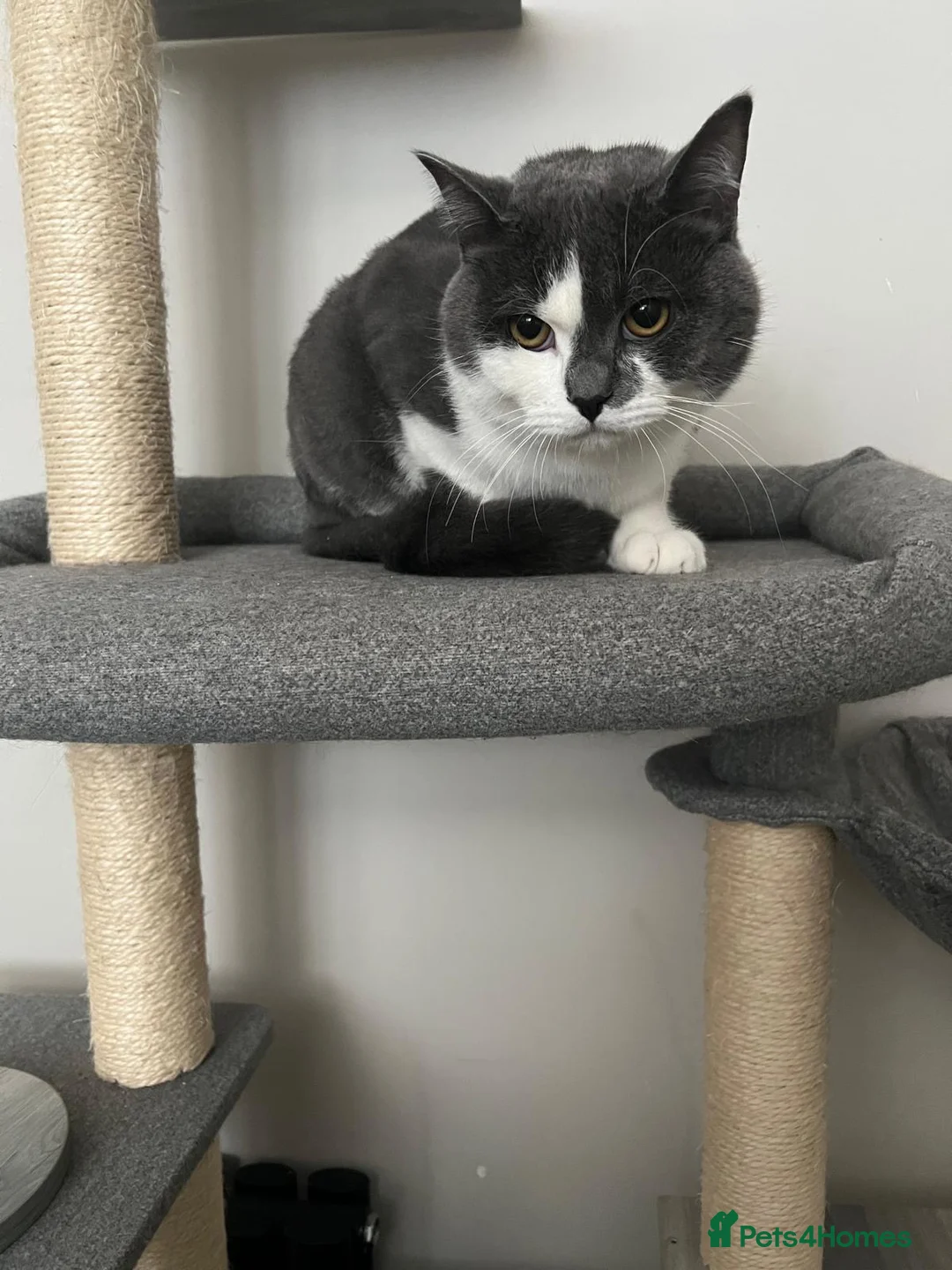 Mixed Breed cats for sale: British shorthair  - Advert 2