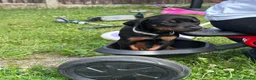 Dobermann dogs for sale: Champion Bloodline Doberman Puppies - Advert 21