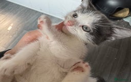 Mixed Breed cats for sale: 2 Grey and White, and 2 Fluffy Grey Kittens - Image 1