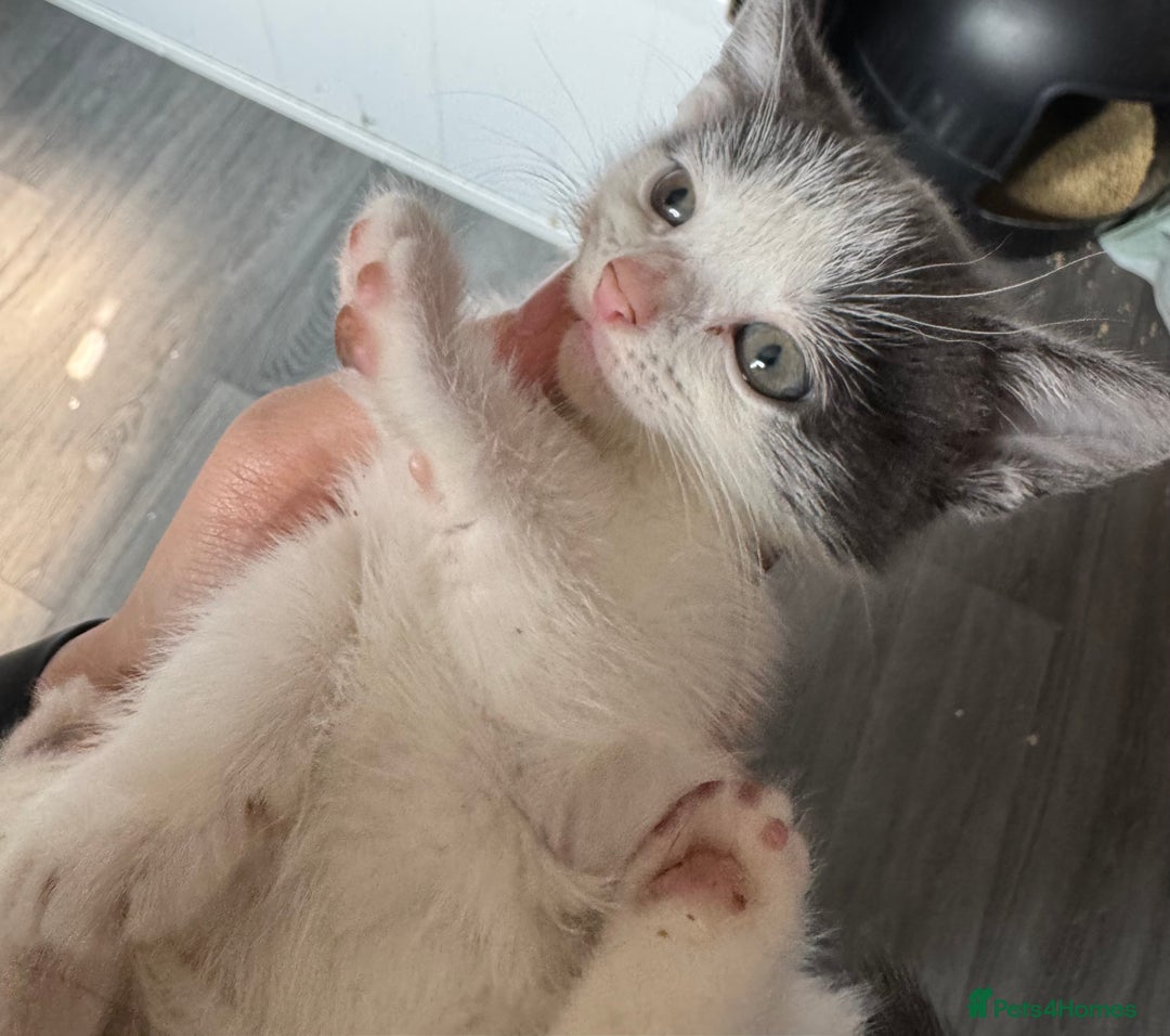 Mixed Breed cats for sale: 2 Grey and White, and 2 Fluffy Grey Kittens - Image 1