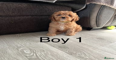 Cavapoo dogs - Advert 8
