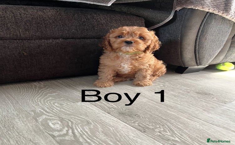 Cavapoo dogs - Advert 6