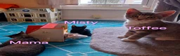 Mixed Breed cats for sale: Playful kittens looking for loving home - Advert 5