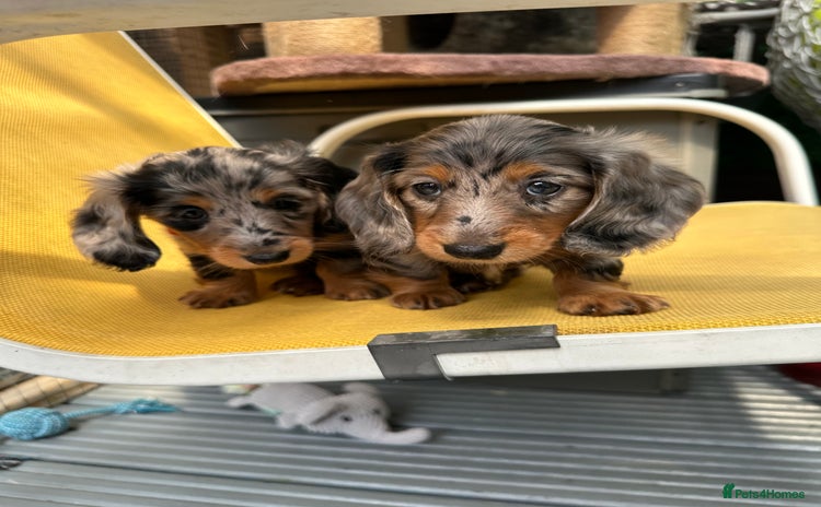 Dachshund dogs - Advert 1
