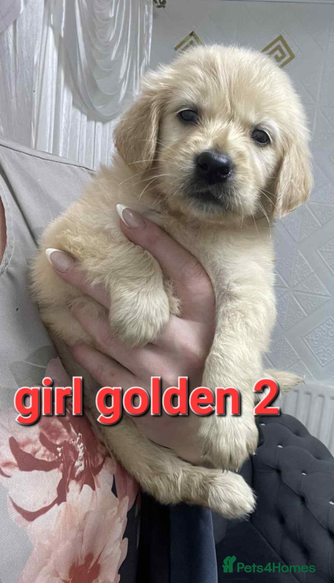 Goldendoodle dogs for sale: 🥰READY NOW GOLDENDOODLES🥰 - Image 2