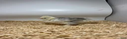 Chickens poultry for sale: 🐥🐣🥚USA Bearded silkies🐥Vorwerk🐥Brahmas🥚🐣🐥 - Advert 22