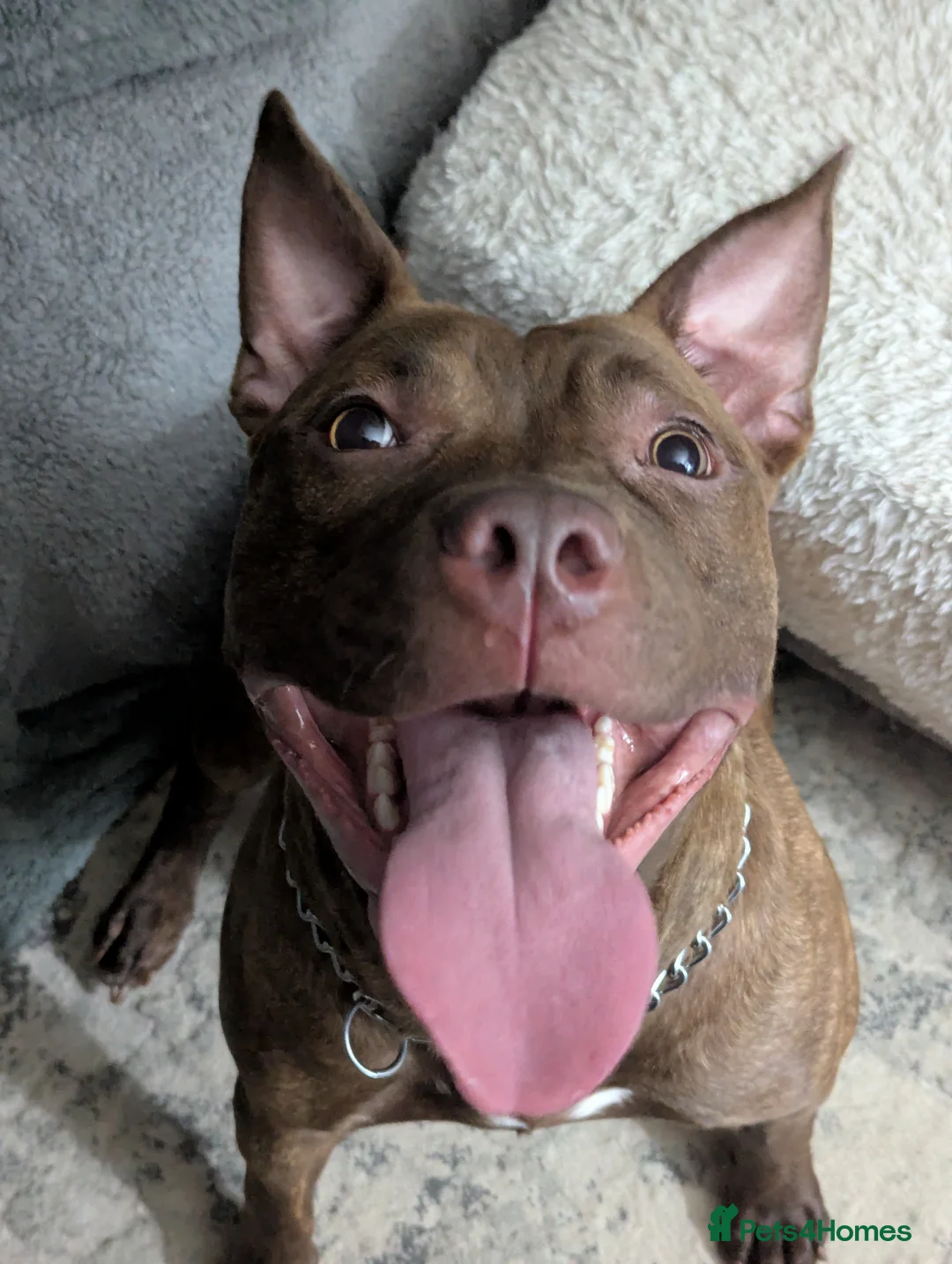 Mixed Breed dogs for sale: Pit bull cross  - Advert 5