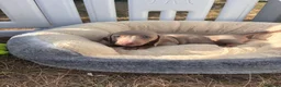 Miniature Dachshund dogs for sale: Miniature dachshund puppies  - Advert 25
