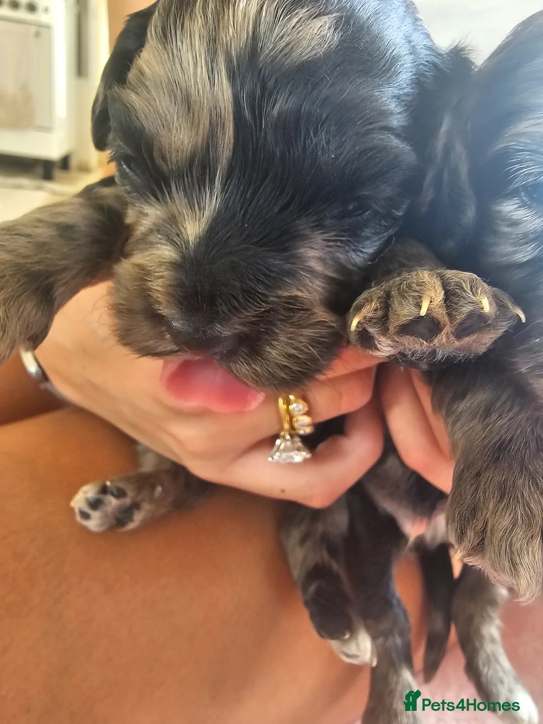 Cockapoo dogs for sale: F1 cockerpoo puppies  - Advert 20