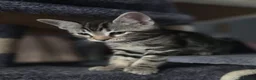 Mixed Breed cats for sale: Beautiful mixed breed kittens for sale - Advert 25