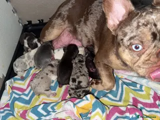 French Bulldog dogs Stunning, colourful litter of 8 French Bulldogs - Advert 1