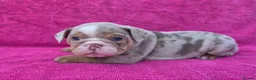 English Bulldog dogs for sale: Beautiful litter of English Bulldogs - Advert 12