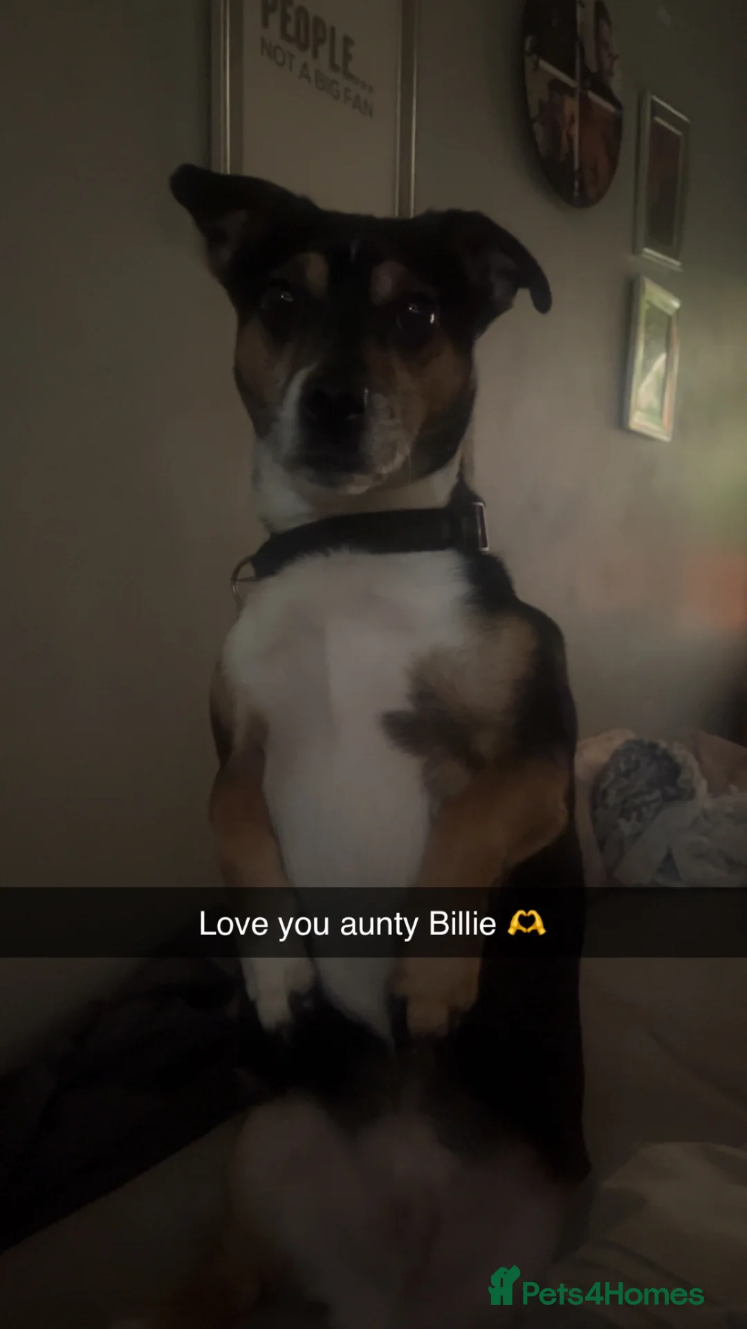 Jack Chi dogs for sale: Jack russel x  in Grantham - Advert 5