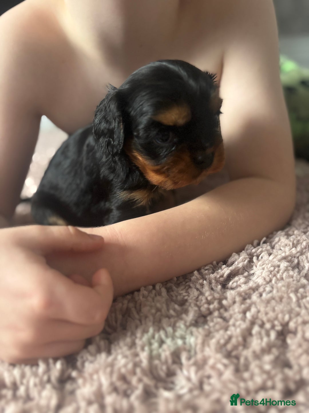 Cavalier King Charles Spaniel dogs for sale: Two beautiful kc boys  - Advert 5