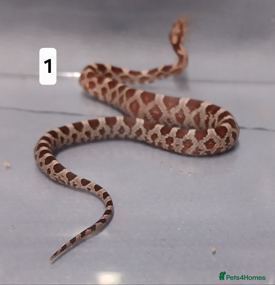 Corn Snake reptiles for sale: Corn Snake Hatchling's  - Image 13