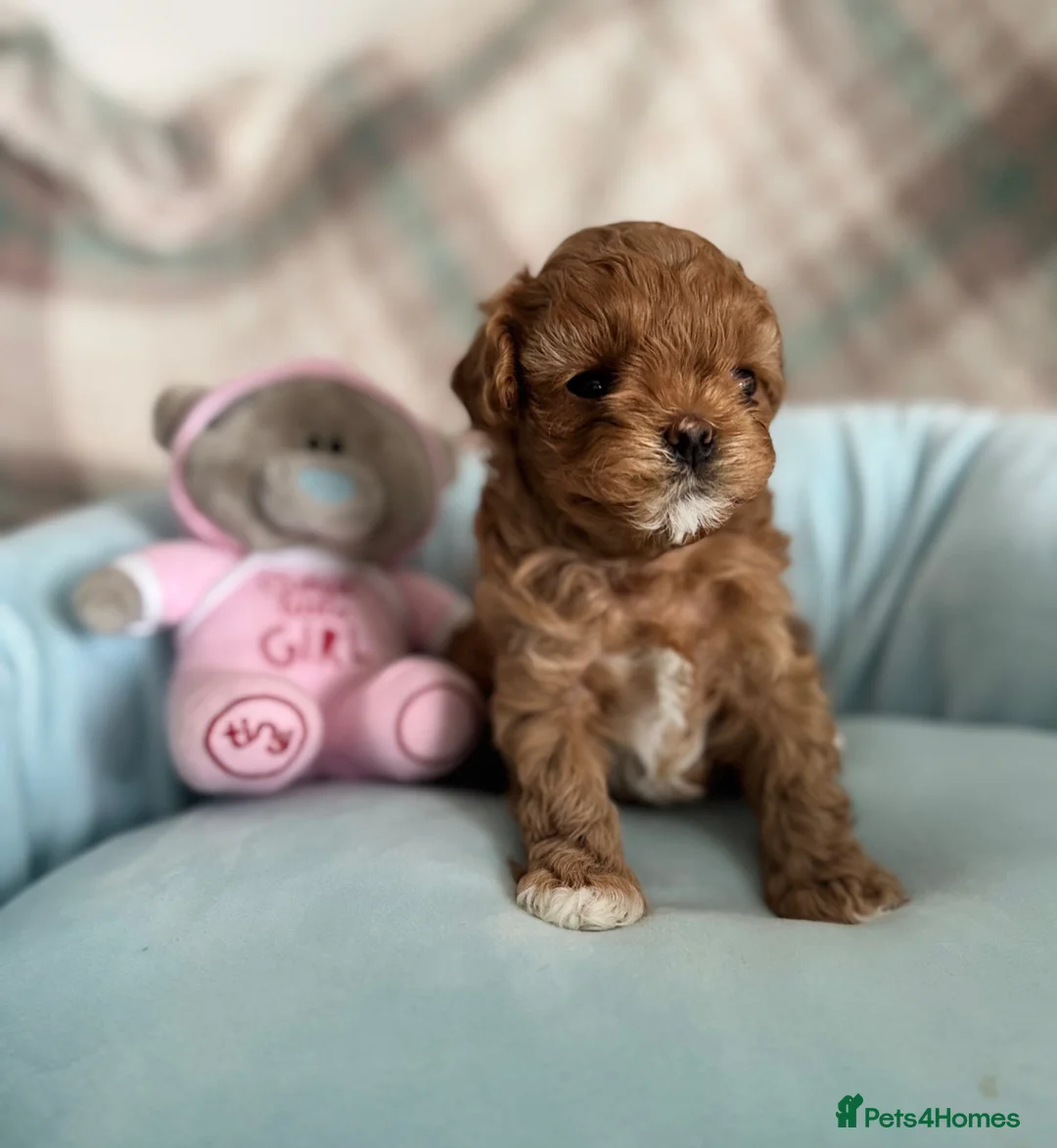 Maltipoo dogs for sale: 🧸True Tiny Asian Maltipoo Puppies DNA Clear🧸 - Advert 2