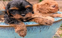 Cavapoo dogs for sale: Stunning true F1 Cavapoos, Apricot and Phantom  - Image 21