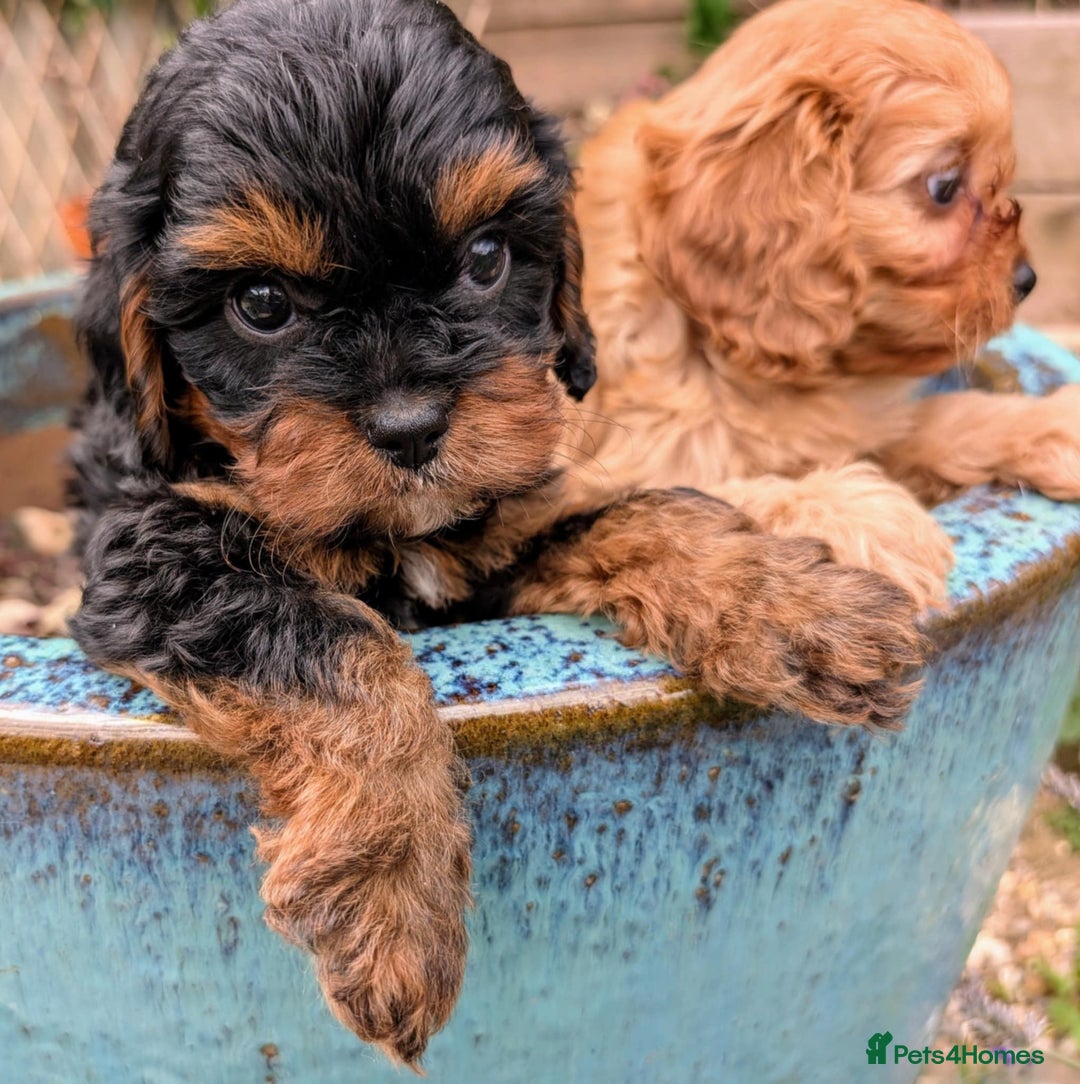 Cavapoo dogs for sale: Stunning true F1 Cavapoos, Apricot and Phantom  - Image 21