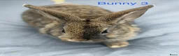 Mini Lop rabbits for sale: Mini lop bunnies - Advert 8