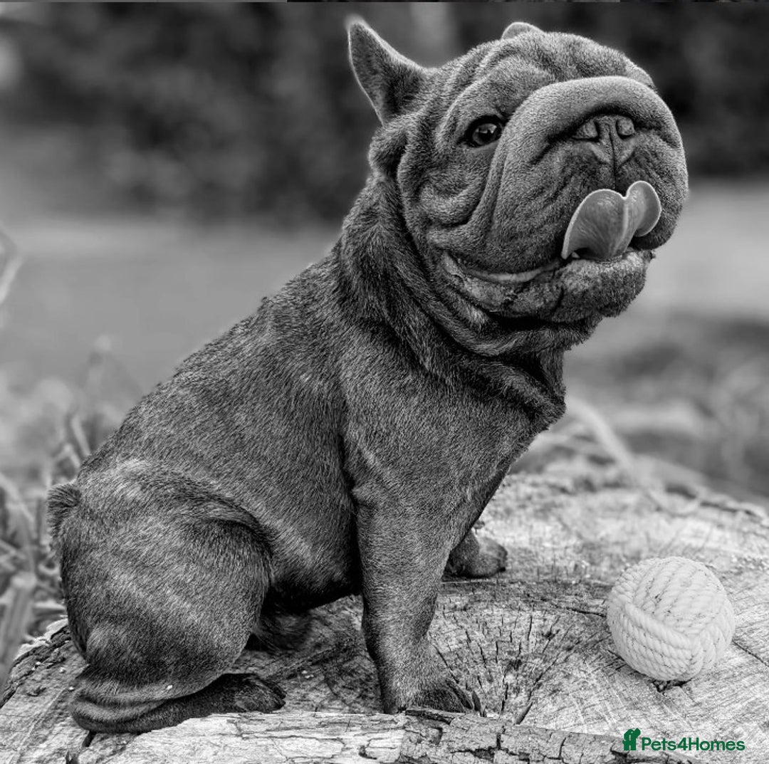 French Bulldog dogs for stud:  Elite Micro  Blue Frenchie Stud - Image 5