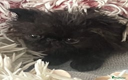 Persian cats for sale: REDUCED Champion Line Black Persians.  - Image 2