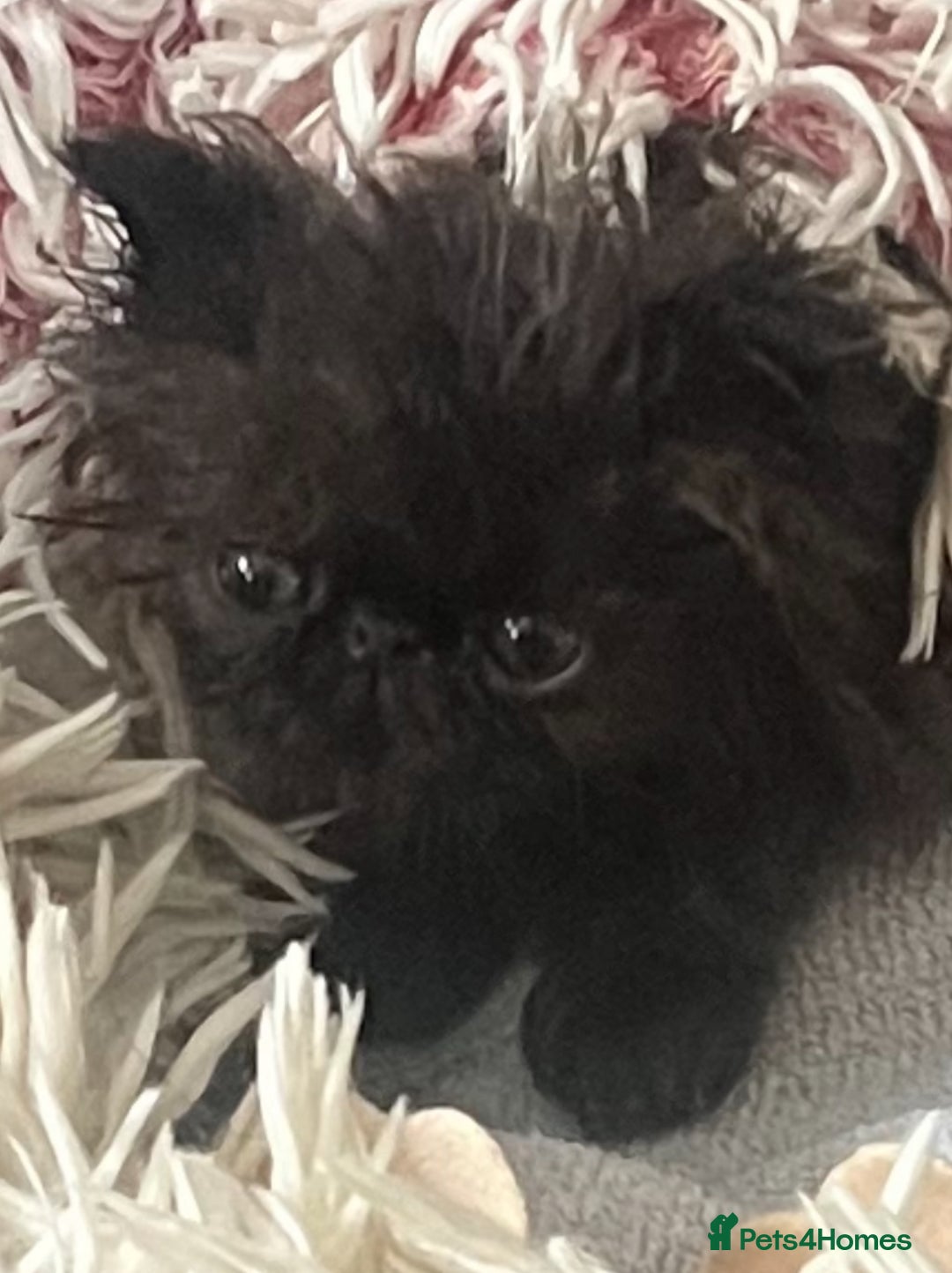 Persian cats for sale: REDUCED Champion Line Black Persians.  - Image 2